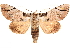  (Boryzops - CNCLEP00117806)  @15 [ ] CreativeCommons - Attribution (2014) CBG Photography Group Centre for Biodiversity Genomics