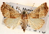  ( - CNCLEP00117810)  @14 [ ] CreativeCommons - Attribution (2014) CBG Photography Group Centre for Biodiversity Genomics