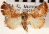  ( - CNCLEP00117811)  @14 [ ] CreativeCommons - Attribution (2014) CBG Photography Group Centre for Biodiversity Genomics