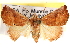  ( - CNCLEP00117812)  @14 [ ] CreativeCommons - Attribution (2014) CBG Photography Group Centre for Biodiversity Genomics