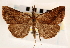  ( - CNCLEP00117813)  @11 [ ] CreativeCommons - Attribution (2014) CBG Photography Group Centre for Biodiversity Genomics