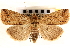  (Janseodes - CNCLEP00117815)  @15 [ ] CreativeCommons - Attribution (2014) CBG Photography Group Centre for Biodiversity Genomics