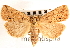  ( - CNCLEP00117816)  @11 [ ] CreativeCommons - Attribution (2014) CBG Photography Group Centre for Biodiversity Genomics