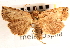  ( - CNCLEP00117817)  @11 [ ] CreativeCommons - Attribution (2014) CBG Photography Group Centre for Biodiversity Genomics