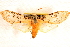  ( - CNCLEP00117834)  @11 [ ] CreativeCommons - Attribution (2014) CBG Photography Group Centre for Biodiversity Genomics