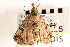  ( - CNCLEP00117835)  @12 [ ] CreativeCommons - Attribution (2014) CBG Photography Group Centre for Biodiversity Genomics