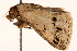  ( - CNCLEP00117836)  @12 [ ] CreativeCommons - Attribution (2014) CBG Photography Group Centre for Biodiversity Genomics