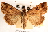  ( - CNCLEP00117837)  @11 [ ] CreativeCommons - Attribution (2014) CBG Photography Group Centre for Biodiversity Genomics