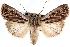  (Agrotis striata - CNCLEP00117873)  @15 [ ] CreativeCommons - Attribution (2014) CBG Photography Group Centre for Biodiversity Genomics