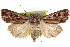  ( - CNCLEP00117874)  @15 [ ] CreativeCommons - Attribution (2014) CBG Photography Group Centre for Biodiversity Genomics
