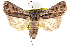  ( - CNCLEP00117876)  @14 [ ] CreativeCommons - Attribution (2014) CBG Photography Group Centre for Biodiversity Genomics