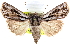  ( - CNCLEP00117877)  @11 [ ] CreativeCommons - Attribution (2014) CBG Photography Group Centre for Biodiversity Genomics