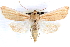  ( - CNCLEP00117878)  @11 [ ] CreativeCommons - Attribution (2014) CBG Photography Group Centre for Biodiversity Genomics