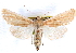  ( - CNCLEP00117879)  @14 [ ] CreativeCommons - Attribution (2014) CBG Photography Group Centre for Biodiversity Genomics