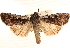  ( - CNCLEP00117887)  @14 [ ] CreativeCommons - Attribution (2014) CBG Photography Group Centre for Biodiversity Genomics