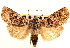  ( - CNCLEP00117892)  @11 [ ] CreativeCommons - Attribution (2014) CBG Photography Group Centre for Biodiversity Genomics