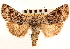  ( - CNCLEP00117894)  @11 [ ] CreativeCommons - Attribution (2014) CBG Photography Group Centre for Biodiversity Genomics