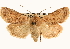  ( - CNCLEP00117896)  @11 [ ] CreativeCommons - Attribution (2014) CBG Photography Group Centre for Biodiversity Genomics