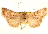  ( - CNCLEP00117898)  @13 [ ] CreativeCommons - Attribution (2014) CBG Photography Group Centre for Biodiversity Genomics