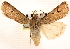  ( - CNCLEP00117899)  @12 [ ] CreativeCommons - Attribution (2014) CBG Photography Group Centre for Biodiversity Genomics