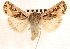  ( - CNCLEP00117900)  @14 [ ] CreativeCommons - Attribution (2014) CBG Photography Group Centre for Biodiversity Genomics