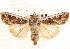  ( - CNCLEP00117901)  @11 [ ] CreativeCommons - Attribution (2014) CBG Photography Group Centre for Biodiversity Genomics