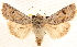  ( - CNCLEP00117902)  @14 [ ] CreativeCommons - Attribution (2014) CBG Photography Group Centre for Biodiversity Genomics