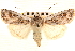  ( - CNCLEP00117903)  @11 [ ] CreativeCommons - Attribution (2014) CBG Photography Group Centre for Biodiversity Genomics