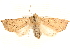  ( - CNCLEP00117905)  @13 [ ] CreativeCommons - Attribution (2014) CBG Photography Group Centre for Biodiversity Genomics