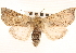  ( - CNCLEP00117906)  @14 [ ] CreativeCommons - Attribution (2014) CBG Photography Group Centre for Biodiversity Genomics