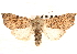  ( - CNCLEP00117908)  @14 [ ] CreativeCommons - Attribution (2014) CBG Photography Group Centre for Biodiversity Genomics