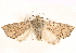 ( - CNCLEP00117909)  @11 [ ] CreativeCommons - Attribution (2014) CBG Photography Group Centre for Biodiversity Genomics