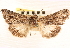  ( - CNCLEP00117918)  @11 [ ] CreativeCommons - Attribution (2014) CBG Photography Group Centre for Biodiversity Genomics