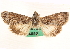  ( - CNCLEP00117919)  @11 [ ] CreativeCommons - Attribution (2014) CBG Photography Group Centre for Biodiversity Genomics