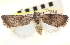  ( - CNCLEP00117922)  @11 [ ] CreativeCommons - Attribution (2014) CBG Photography Group Centre for Biodiversity Genomics