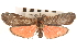  ( - CNCLEP00117978)  @14 [ ] CreativeCommons - Attribution (2014) CBG Photography Group Centre for Biodiversity Genomics