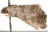  ( - CNCLEP00118048)  @12 [ ] CreativeCommons - Attribution (2014) CBG Photography Group Centre for Biodiversity Genomics