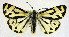  ( - CNCLEP00119941)  @13 [ ] CreativeCommons  Attribution Share-Alike (by-sa) (2010) Canadian National Collection of Insects, Arachnids and Nematodes Canadian National Collection of Insects, Arachnids and Nematodes