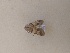 ( - CNCLEP00221554)  @12 [ ] Attribution-NonCommercial-ShareAlike (2020) Canadian National Collection of Insects, Arachnids and Nematodes Canadian National Collection of Insects, Arachnids and Nematodes