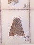  ( - CNCLEP00225179)  @11 [ ] Attribution-NonCommercial-ShareAlike (2021) Canadian National Collection of Insects, Arachnids and Nematodes Canadian National Collection of Insects, Arachnids and Nematodes