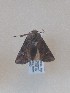  ( - CNCLEP00230450)  @11 [ ] Attribution-NonCommercial-ShareAlike (2021) Canadian National Collection of Insects, Arachnids and Nematodes Canadian National Collection of Insects, Arachnids and Nematodes