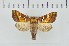  ( - CNCLEP00231913)  @13 [ ] Attribution-NonCommercial-ShareAlike (2021) Canadian National Collection of Insects, Arachnids and Nematodes Canadian National Collection of Insects, Arachnids and Nematodes