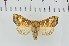  ( - CNCLEP00231914)  @12 [ ] Attribution-NonCommercial-ShareAlike (2021) Canadian National Collection of Insects, Arachnids and Nematodes Canadian National Collection of Insects, Arachnids and Nematodes