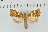  ( - CNCLEP00231915)  @13 [ ] Attribution-NonCommercial-ShareAlike (2021) Canadian National Collection of Insects, Arachnids and Nematodes Canadian National Collection of Insects, Arachnids and Nematodes