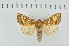  ( - CNCLEP00231945)  @13 [ ] Attribution-NonCommercial-ShareAlike (2021) Canadian National Collection of Insects, Arachnids and Nematodes Canadian National Collection of Insects, Arachnids and Nematodes