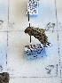  ( - CNCLEP00273282)  @11 [ ] OGL-C; Open Government Licence - Canada (2022) Canadian National Collection of Insects, Arachnids and Nematodes Canadian National Collection of Insects, Arachnids and Nematodes