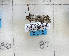  ( - CNCLEP00273318)  @11 [ ] Attribution-NonCommercial-ShareAlike (2021) Canadian National Collection of Insects, Arachnids and Nematodes Canadian National Collection of Insects, Arachnids and Nematodes