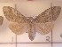  ( - CNCLEP00273540)  @13 [ ] Attribution-NonCommercial-ShareAlike (2021) Canadian National Collection of Insects, Arachnids and Nematodes Canadian National Collection of Insects, Arachnids and Nematodes