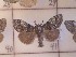  ( - CNCLEP00273583)  @11 [ ] Attribution-NonCommercial-ShareAlike (2021) Canadian National Collection of Insects, Arachnids and Nematodes Canadian National Collection of Insects, Arachnids and Nematodes