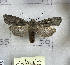  ( - CNCLEP00289506)  @11 [ ] Attribution-NonCommercial-ShareAlike (2021) Canadian National Collection of Insects, Arachnids and Nematodes Canadian National Collection of Insects, Arachnids and Nematodes